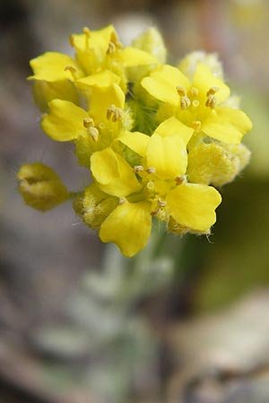 Alyssum montanum subsp. montanum \ Berg-Steinkraut, D Bad M&uuml;nster am Stein - Niederhausen 6.6.2015