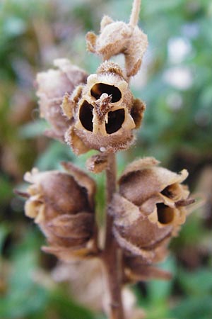 Antirrhinum majus \ Gro�es L�wenmaul / Snapdragon, D Mannheim 2.8.2015
