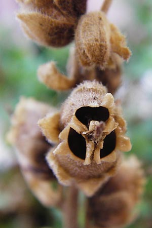 Antirrhinum majus \ Gro�es L�wenmaul / Snapdragon, D Mannheim 2.8.2015