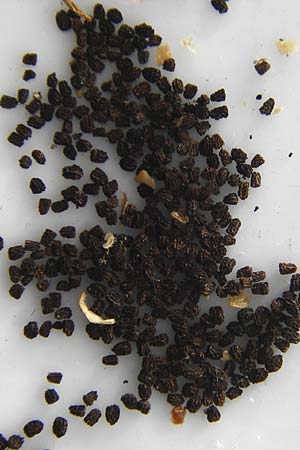 Antirrhinum majus \ Gro�es L�wenmaul / Snapdragon, D Mannheim 2.8.2015