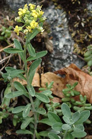 Alyssum montanum subsp. montanum \ Berg-Steinkraut, D Istein 22.7.2017