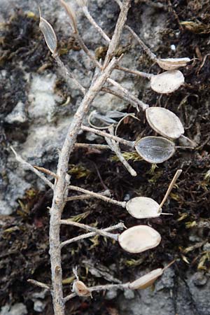 Alyssum montanum subsp. montanum \ Berg-Steinkraut, D Istein 22.7.2017