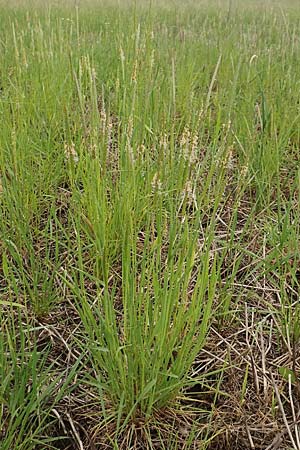 Alopecurus myosuroides \ Acker-Fuchsschwanz / Black-Grass, D Gochsheim 17.5.2018