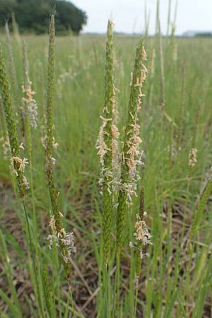 Alopecurus myosuroides \ Acker-Fuchsschwanz / Black-Grass, D Gochsheim 17.5.2018