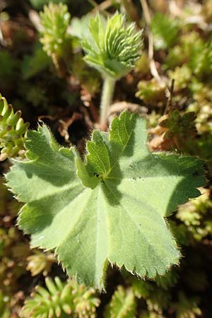 Alchemilla erythropoda \ Zwergiger Frauenmantel, Karpaten-Frauenmantel / Dwarf Lady's Mantle, D Attendorn 21.5.2018