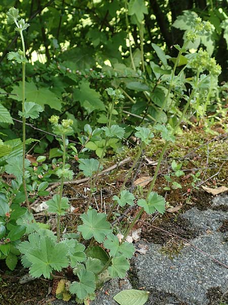 Alchemilla erythropoda \ Zwergiger Frauenmantel, Karpaten-Frauenmantel / Dwarf Lady's Mantle, D Attendorn 21.5.2018