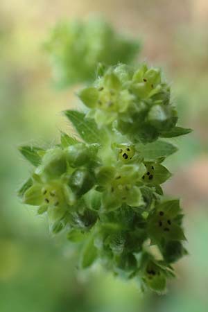 Alchemilla erythropoda \ Zwergiger Frauenmantel, Karpaten-Frauenmantel / Dwarf Lady's Mantle, D Attendorn 21.5.2018