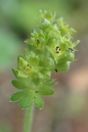 Alchemilla erythropoda \ Zwergiger Frauenmantel, Karpaten-Frauenmantel / Dwarf Lady's Mantle, D Attendorn 21.5.2018