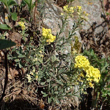 Alyssum montanum subsp. montanum \ Berg-Steinkraut, D Bad Kreuznach, Ruine Rheingrafenstein 20.4.2021