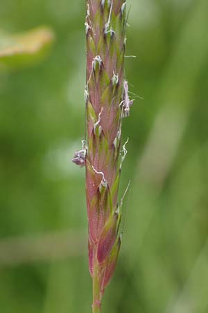 Alopecurus myosuroides \ Acker-Fuchsschwanz / Black-Grass, D Neuleiningen 28.5.2021