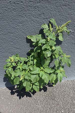 Amaranthus retroflexus, Common Pigweed