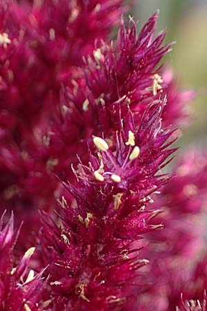 Amaranthus hypochondriacus \ Trauer-Amaranth, Prinzenfeder-Fuchsschwanz / Prince of Wales Pigweed, D Weisenheim am Sand 26.8.2021