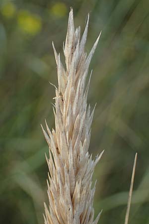 Calamagrostis arenaria \ Strand-Hafer / European Marram Grass, European Beach Grass, D Sierksdorf-Haffkrug 12.9.2021
