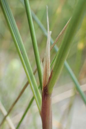 Calamagrostis arenaria \ Strand-Hafer / European Marram Grass, European Beach Grass, D Sierksdorf-Haffkrug 12.9.2021