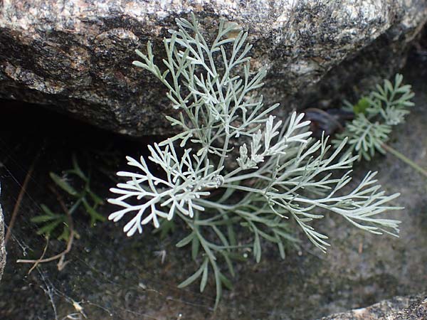Artemisia maritima / Sea Wormwood, Maritime Wormseed, D Heiligenhafen 17.9.2021