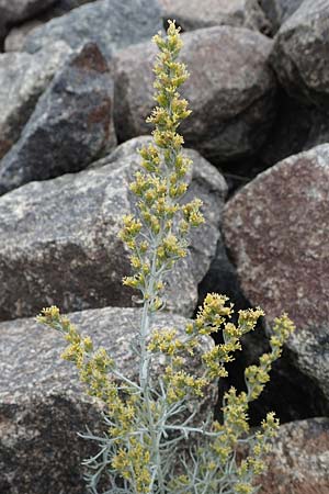 Artemisia maritima / Sea Wormwood, Maritime Wormseed, D Heiligenhafen 17.9.2021