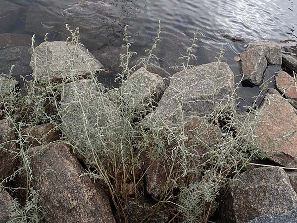 Artemisia maritima / Sea Wormwood, Maritime Wormseed, D Heiligenhafen 17.9.2021