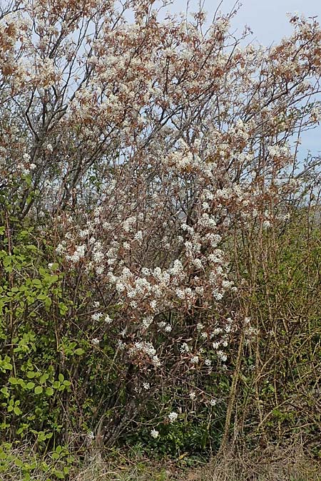 Amelanchier ovalis \ Gew�hnliche Felsenbirne / European Service Berry, D Kallstadt 12.4.2022