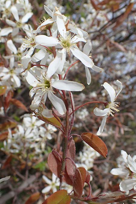 Amelanchier ovalis \ Gew�hnliche Felsenbirne / European Service Berry, D Kallstadt 12.4.2022