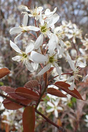 Amelanchier ovalis \ Gew�hnliche Felsenbirne / European Service Berry, D Kallstadt 12.4.2022