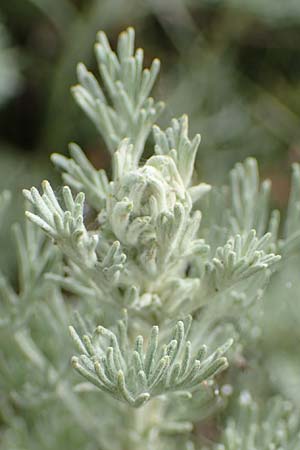 Artemisia maritima, Sea Wormwood, Maritime Wormseed
