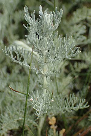 Artemisia maritima / Sea Wormwood, Maritime Wormseed, D Th&uuml;ringen, Artern 11.6.2022