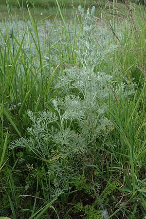 Artemisia maritima / Sea Wormwood, Maritime Wormseed, D Th&uuml;ringen, Artern 13.6.2023