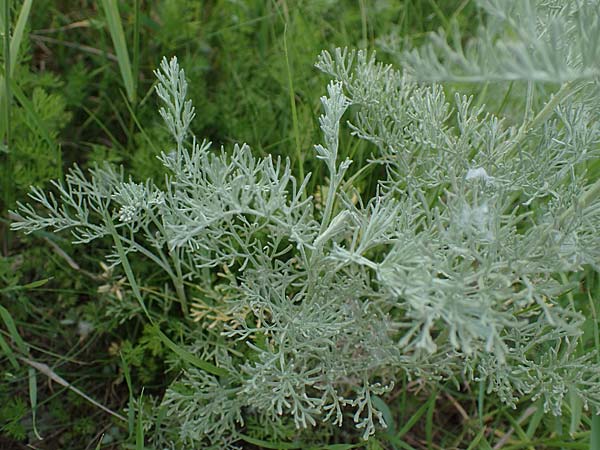 Artemisia maritima / Sea Wormwood, Maritime Wormseed, D Th&uuml;ringen, Artern 13.6.2023