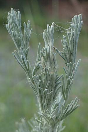 Artemisia maritima / Sea Wormwood, Maritime Wormseed, D Th&uuml;ringen, Artern 13.6.2023