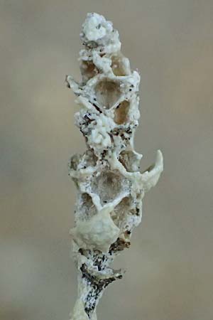 Artemisia maritima / Sea Wormwood, Maritime Wormseed, D Th&uuml;ringen, Artern 13.6.2023
