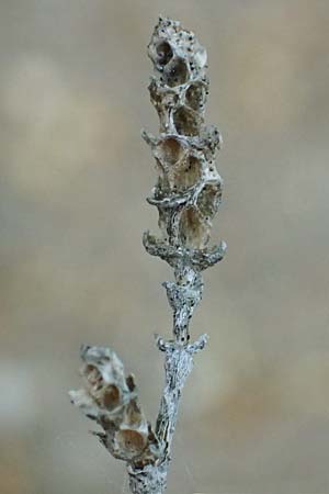 Artemisia maritima / Sea Wormwood, Maritime Wormseed, D Th&uuml;ringen, Artern 13.6.2023
