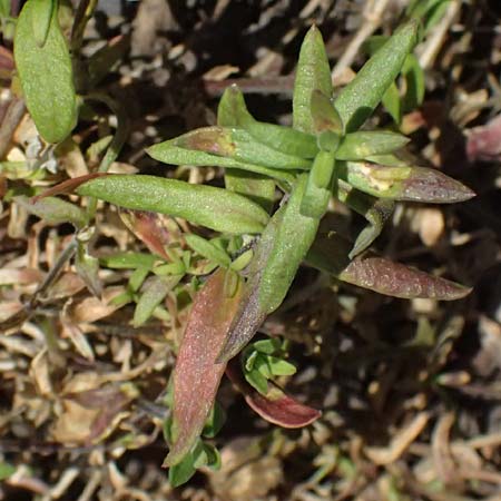 Arenaria montana \ Berg-Sandkraut, Zwerg-Sandkraut / Mountain Sandwort, D Essen 21.6.2025