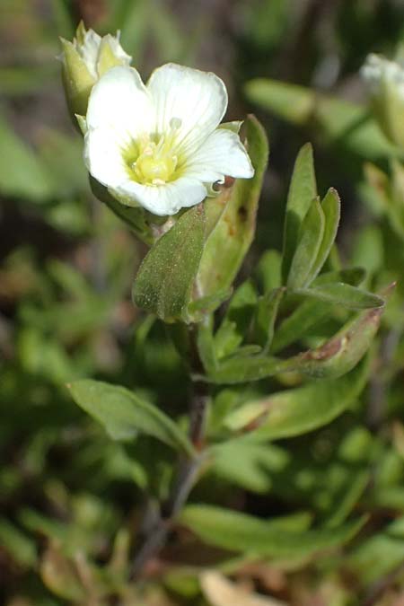 Arenaria montana \ Berg-Sandkraut, Zwerg-Sandkraut / Mountain Sandwort, D Essen 21.6.2025