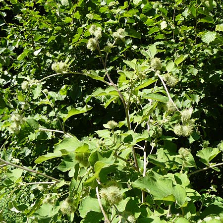 Arctium nemorosum / Wood Burdock, D Schelklingen 10.7.2015