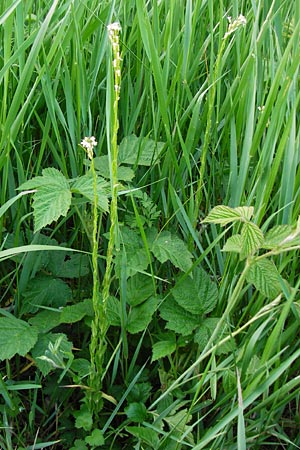 Arabis nemorensis \ Flachschotige G�nsekresse, Auen-G�nsekresse / Gerard's Rock-Cress, D Oppenheim 11.5.2015