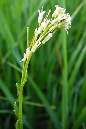 Arabis nemorensis \ Flachschotige G�nsekresse, Auen-G�nsekresse / Gerard's Rock-Cress, D Oppenheim 11.5.2015