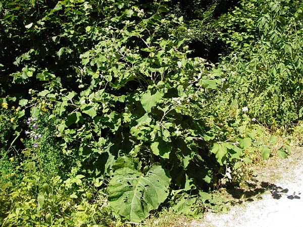 Arctium nemorosum / Wood Burdock, D Schelklingen 10.7.2015