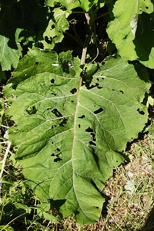 Arctium nemorosum / Wood Burdock, D Schelklingen 10.7.2015