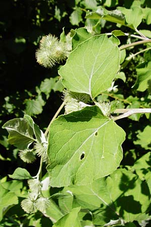 Arctium nemorosum / Wood Burdock, D Schelklingen 10.7.2015
