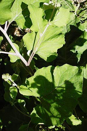 Arctium nemorosum / Wood Burdock, D Schelklingen 10.7.2015