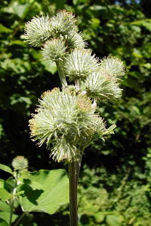 Arctium nemorosum / Wood Burdock, D Schelklingen 10.7.2015