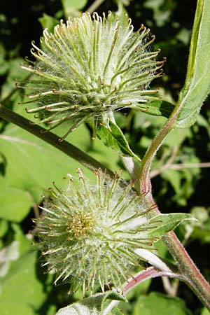 Arctium nemorosum / Wood Burdock, D Schelklingen 10.7.2015