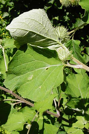 Arctium nemorosum / Wood Burdock, D Schelklingen 10.7.2015