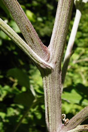 Arctium nemorosum / Wood Burdock, D Schelklingen 10.7.2015
