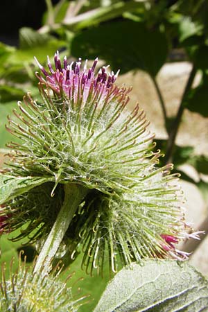Arctium nemorosum / Wood Burdock, D Schelklingen 25.7.2015