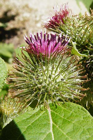 Arctium nemorosum / Wood Burdock, D Schelklingen 25.7.2015