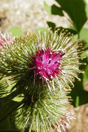 Arctium nemorosum / Wood Burdock, D Schelklingen 25.7.2015