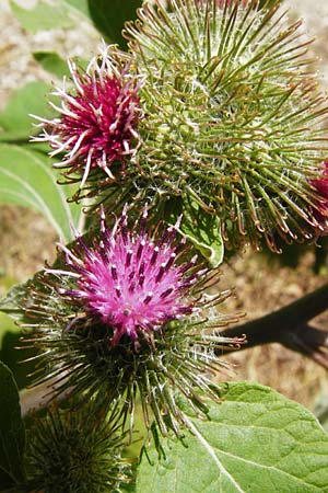 Arctium nemorosum / Wood Burdock, D Schelklingen 25.7.2015