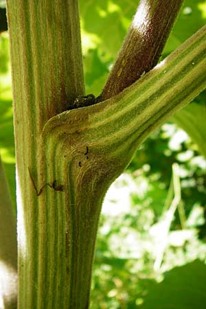 Arctium nemorosum / Wood Burdock, D Schelklingen 25.7.2015