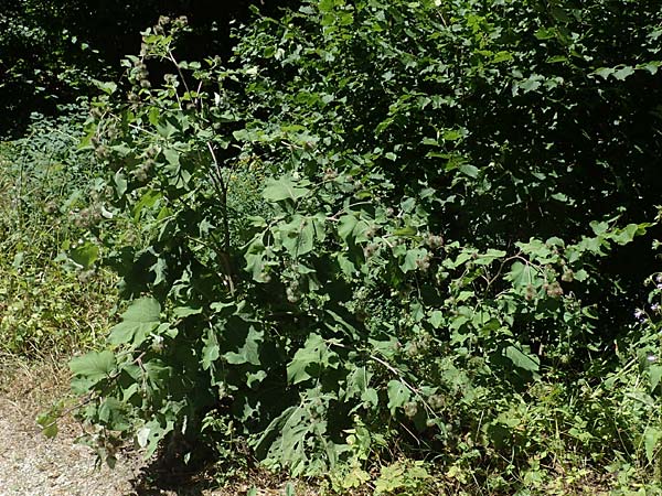 Arctium nemorosum / Wood Burdock, D Schelklingen 25.7.2015